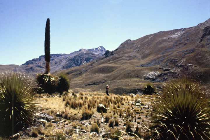 Puya